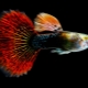 Features of the content of guppies