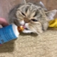 Paste for removing hair from cats: selection and secrets of use