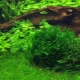 Liver moss in an aquarium: how to plant and properly care for it?