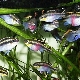 Pelvikachromis: varieties and tips for content