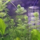 Hydrogen peroxide for the aquarium: dosage and application