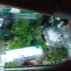 Film on the surface of the water in the aquarium: the reasons for the formation and methods of disposal