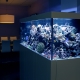 Why can't aquariums be filled with chilled boiled water?