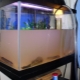 Why did the water become cloudy when starting the aquarium and what to do about it?