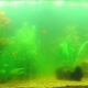 Why does water bloom in an aquarium and how to deal with it?
