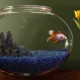 Why does the water become cloudy in the aquarium and what to do about it?