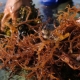 Why does brown algae appear in the aquarium and how to get rid of them?