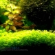 Ground cover plants in the aquarium