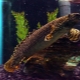 Polypterus: features, species and content of fish