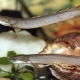 Polypterus senegalese: description and content in the aquarium