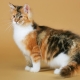 Popular colors of cats