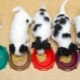 Puppy feeding rules