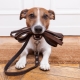 Rules for walking and keeping dogs