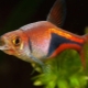 Wedge-spotted rasbora: description and subtleties of care