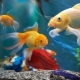 Colorful fish: varieties and tips for keeping