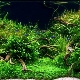 Varieties of live plants for the aquarium and their cultivation