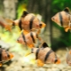 Breeding barbs at home