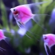 Pink aquarium fish: an overview of the species and recommendations for care