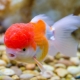 Poisson Lionhead: description, règles de conservation et élevage