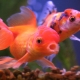 Oranda fish: features, types and content