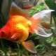 Veil-tail fish: description, varieties, content and breeding