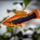 Swordfish: varieties, selection, care, reproduction