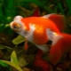 Telescope fish: varieties and care tips