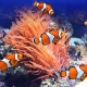 Clown fish: varieties and rules for keeping in an aquarium