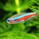 Neon fish: varieties, selection, care and reproduction