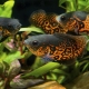 Who do astronotuses get along with in an aquarium?