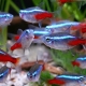 Who do the neon fish get along with in the aquarium?