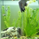 Siphons for an aquarium: choosing a vacuum cleaner for cleaning the soil