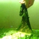 Blue-green algae in an aquarium: causes and ways to combat