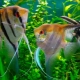 Scalaria koi: description and content