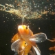 How many days can fish live without food?