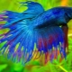 How many years does the cockerel fish live and how to prolong its existence?