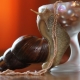 How many years do snails live?