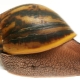 How many years do Achatina snails live and what does it depend on?