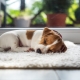 How long do dogs sleep a day and what influences this?