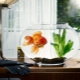 How long do aquarium fish live?