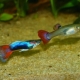 How long do guppies live and how to extend their lifespan?