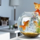 How long do goldfish live and what does it depend on?