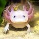 Keeping an axolotl at home