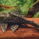 Catfish pterygoplicht: varieties and care recommendations