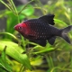 Compatibility of barbs with other fish