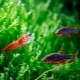Shrimp compatibility with fish in the aquarium