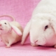 Compatibility of Rabbit (Cat) and Rat on the Eastern calendar