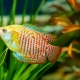 Lalius compatibility with other fish