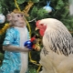 Compatibility of Roosters and Monkeys in friendship, work and love