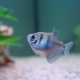 Thornsia compatibility with other fish